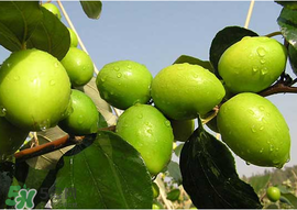 腸胃不好可以吃青棗嗎？有胃病的人能吃青棗嗎？