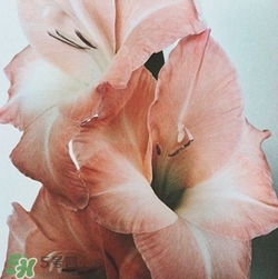 煙熏玫瑰色口紅哪個(gè)牌子好？煙熏玫瑰色口紅推薦