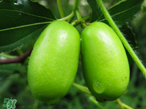 寶寶可以吃青棗嗎？寶寶可以多吃青棗嗎？