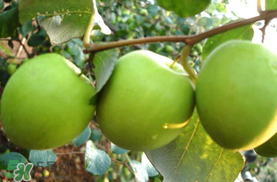 哺乳期可以吃青棗嗎？哺乳期能吃青棗嗎？