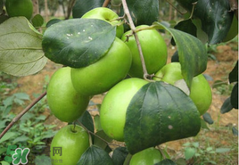 哺乳期可以吃青棗嗎？哺乳期能吃青棗嗎？