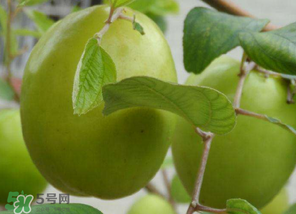 懷孕初期能吃青棗嗎？懷孕初期吃青棗好嗎？