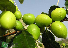 坐月子可以吃青棗嗎？坐月子能吃青棗嗎？