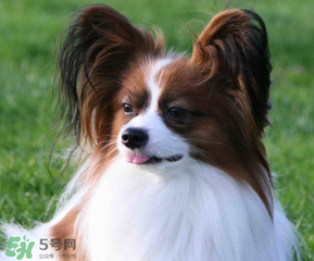 狗狗可以吃青棗嗎？狗狗能不能吃青棗？