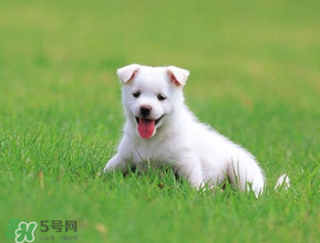 狗狗可以吃青棗嗎？狗狗能不能吃青棗？