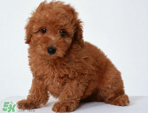 狗狗可以吃青棗嗎？狗狗能不能吃青棗？