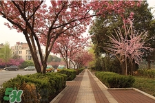 如何預(yù)防倒春寒？怎么預(yù)防倒春寒？