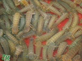 活的皮皮蝦怎么保存？活的皮皮蝦怎么保鮮？