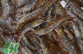 活基圍蝦怎么保存？活基圍蝦怎么處理干凈？