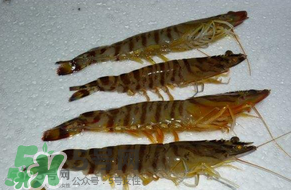 活基圍蝦怎么保存？活基圍蝦怎么處理干凈？