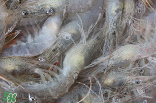 活蝦為什么要灌膠水？活蝦灌膠水有什么用？