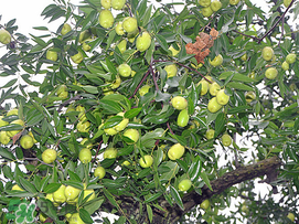 感冒可以吃青棗嗎？感冒能吃青棗嗎？