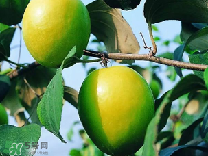 青棗吃多了會胖嗎？吃青棗會不會發(fā)胖？