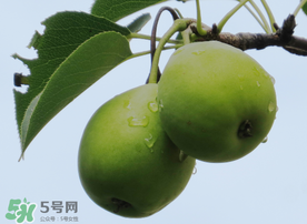 吃青棗可以減肥嗎？減肥可以吃青棗嗎？