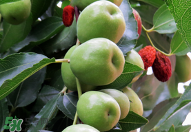 吃青棗可以減肥嗎？減肥可以吃青棗嗎？