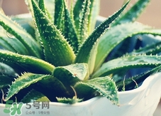 蘆薈可以直接涂臉上嗎?蘆薈能直接涂臉上嗎? 蘆薈可以直接涂臉上嗎?蘆薈能直接涂臉上嗎?