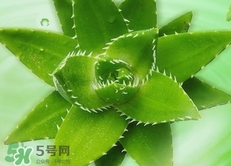 蘆薈可以直接涂臉上嗎?蘆薈能直接涂臉上嗎? 蘆薈可以直接涂臉上嗎?蘆薈能直接涂臉上嗎?