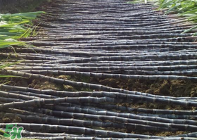 一根甘蔗熱量大概多少？吃一根甘蔗會(huì)胖嗎？