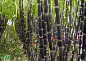 一根甘蔗熱量大概多少？吃一根甘蔗會(huì)胖嗎？