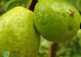 一斤青棗的熱量是多少？吃一斤青棗會(huì)胖嗎？