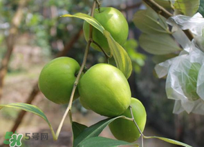 一斤青棗的熱量是多少？吃一斤青棗會(huì)胖嗎？