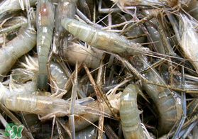 青蝦變黑了還能吃嗎？青蝦為什么變黑？