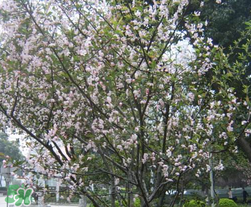 春天為什么會(huì)突然降溫？春天為什么會(huì)突然變冷？