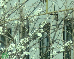 春天為什么會(huì)突然降溫？春天為什么會(huì)突然變冷？