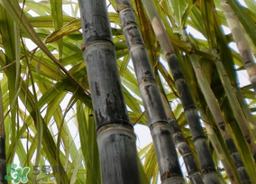 甘蔗有點(diǎn)酸味還能吃嗎？甘蔗吃起來(lái)為什有酸味？