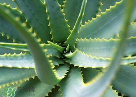 蘆薈變黃了還能用嗎 蘆薈變黃了怎么辦 蘆薈變黃了還能用嗎 蘆薈變黃了怎么辦