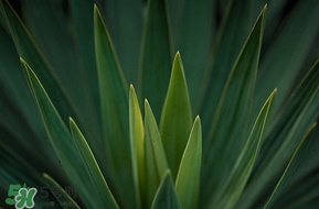 蘆薈變黃了還能用嗎 蘆薈變黃了怎么辦 蘆薈變黃了還能用嗎 蘆薈變黃了怎么辦