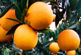 橙子有點爛了還能吃嗎？橙子有一點爛了還能吃嗎？