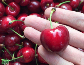 車厘子有點爛能吃嗎？有點爛的車厘子能吃嗎？