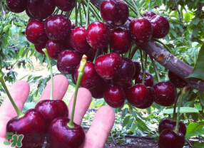 車厘子有點爛能吃嗎？有點爛的車厘子能吃嗎？