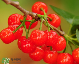 櫻桃多少錢一斤？櫻桃多少錢一斤2017？