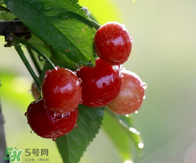 櫻桃多少錢一斤？櫻桃多少錢一斤2017？