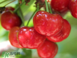 櫻桃有點苦怎么回事？櫻桃有點苦可以吃嗎？