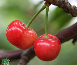 櫻桃有點苦怎么回事？櫻桃有點苦可以吃嗎？