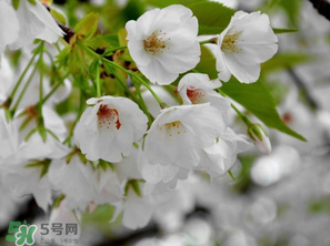 2017年武大櫻花什么時候開？2017年武大櫻花最佳觀賞時間