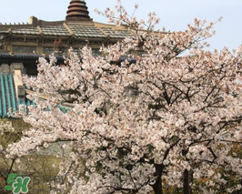 2017武大櫻花要門票嗎？2017武大櫻花門票多少錢？