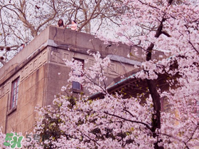 2017武大櫻花要門票嗎？2017武大櫻花門票多少錢？