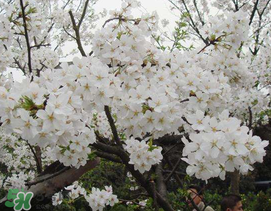 2017武大櫻花要門票嗎？2017武大櫻花門票多少錢？