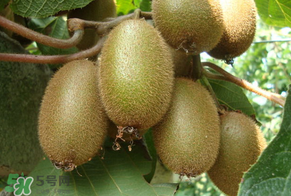 獼猴桃里面的黃芯可以吃嗎？獼猴桃里面變黃了能吃嗎？