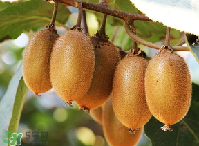 獼猴桃中間白色的能吃嗎？獼猴桃中間的白心可以吃嗎？