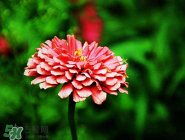 3月份開什么花？3月份開的花有哪些？