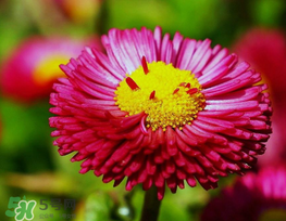 3月份開什么花？3月份開的花有哪些？