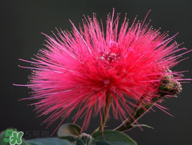 3月份開什么花？3月份開的花有哪些？