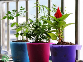 3月份適合種什么花？3月份種什么花？