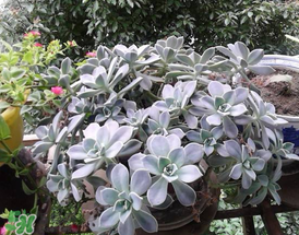 3月份適合種什么花？3月份種什么花？