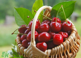 櫻桃發(fā)霉還能吃嗎？櫻桃長霉還能吃嗎？